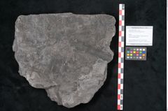 Foto (Objekt + Etikett) von Calamites communis Ettingshausen (NHMW-GEO-2024-0188-10978)